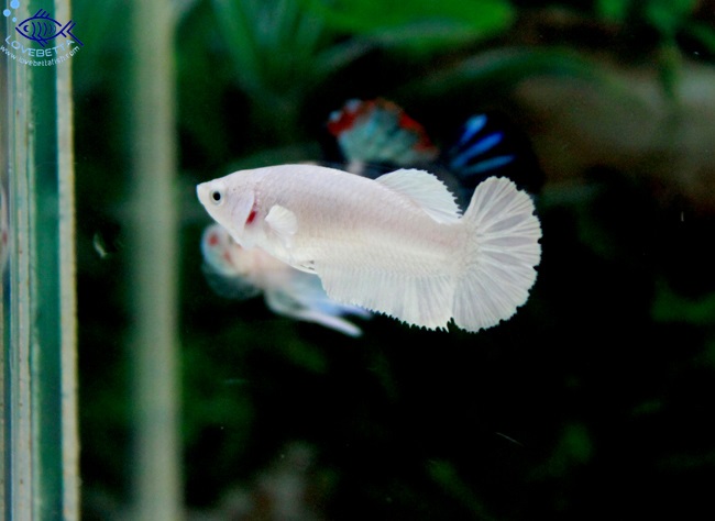 (ขายแล้วครับ)"คัดเกรด"ปลากัดครีบสั้นตัวเมีย-Halfmoon Plakats White Platinum Female Grade AAA