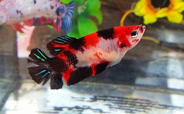 ปลากัดคัดเกรดครีบสั้นตัวเมีย - Female Halfmoon Plakad Fancy Koi Galaxy Premium Quality Grade