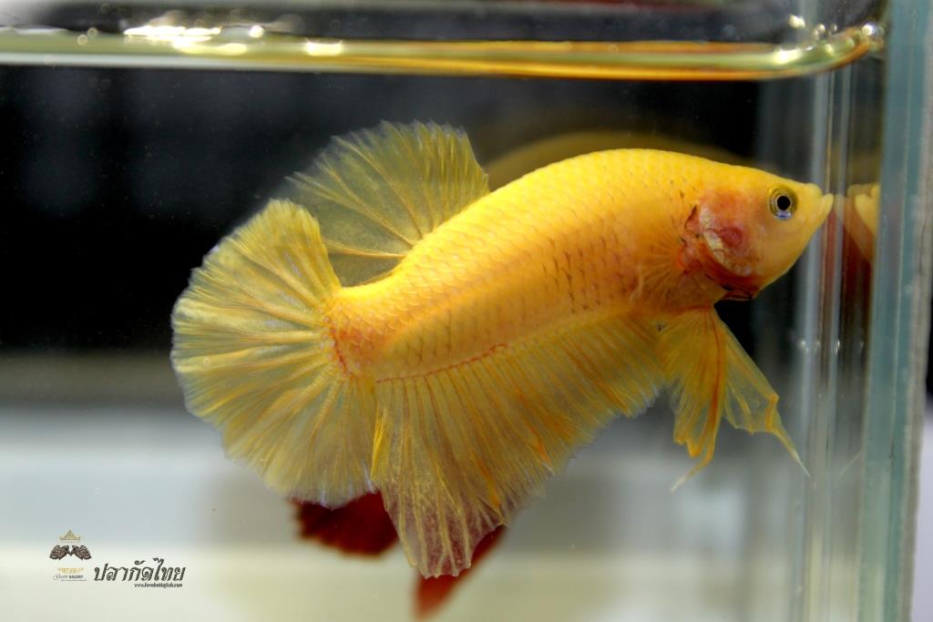 ปลากัดคัดเกรดครีบสั้น - Halfmoon Plakad Super Yellow Quality Grade