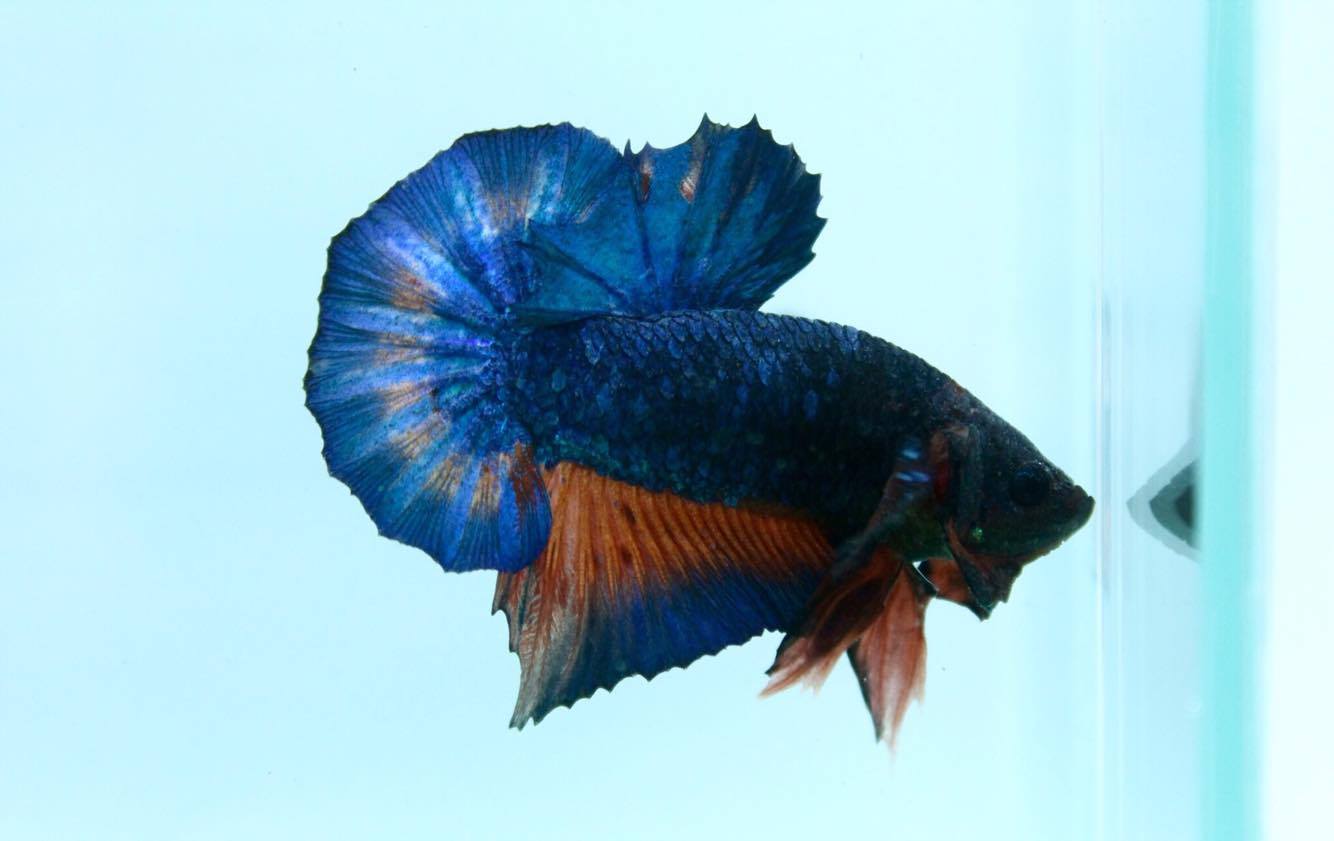 ปลากัดคัดเกรดครีบสั้น - Halfmoon Plakad Fancy Dragon Quality Grade