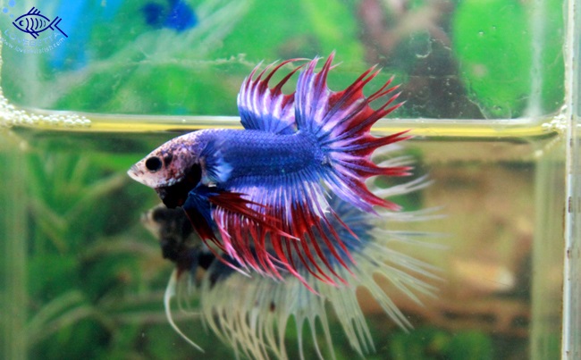 (ขายแล้วครับ)ปลากัดครีบยาวหางมงกุฏ-Crowntails Thailand