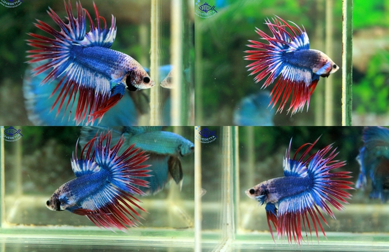(ขายแล้วครับ)Crowntails Thailand