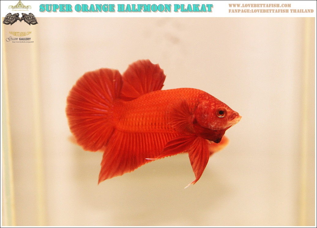 (ขายแล้วครับ)"คัดเกรด"ปลากัดครีบสั้น-Halfmoon Plakats Super Orange Quality Grade