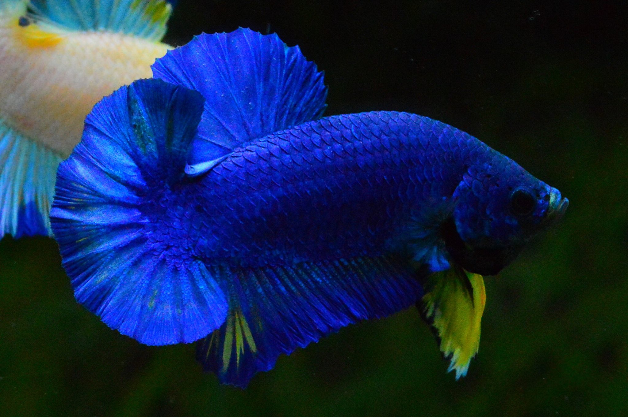 Hi - Premium Grade AAA+ คัดเกรดปลากัดครีบสั้น-Over Tails Halfmoon Plakad Fancy Blue Mustrad