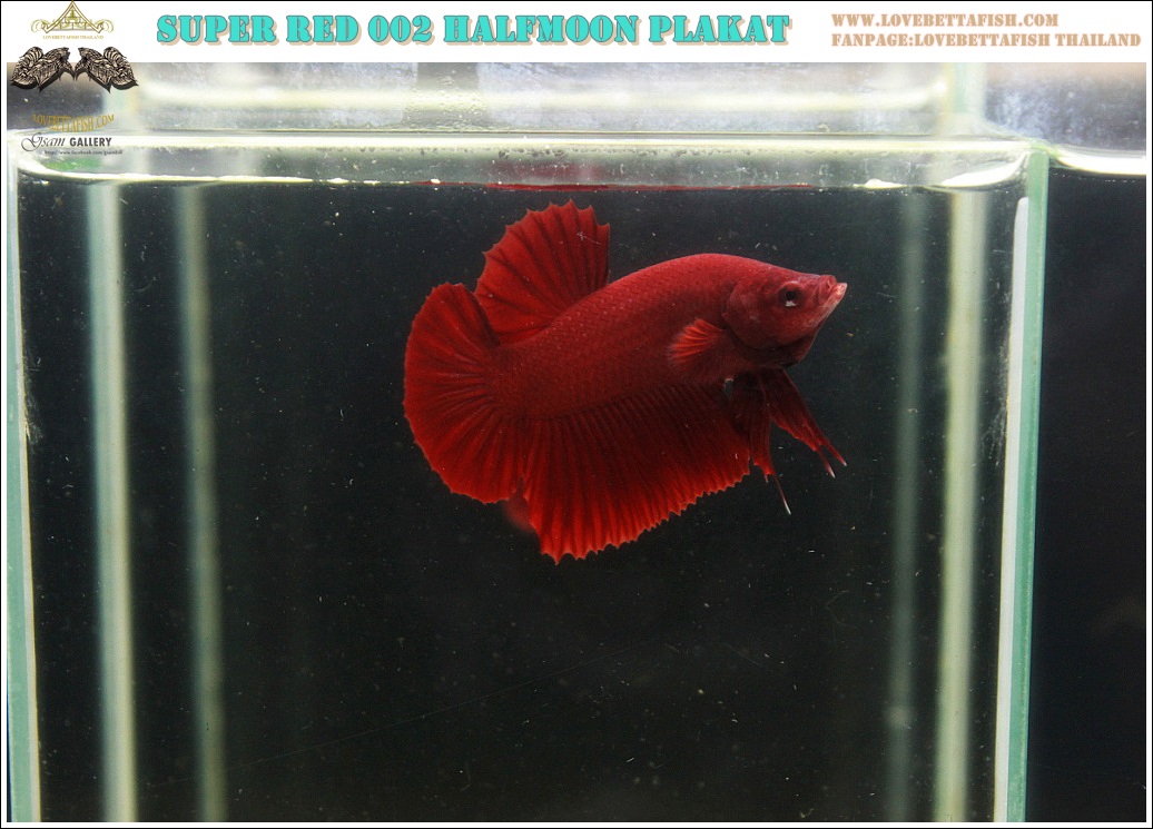 (ขายแล้วครับ)"คัดเกรด"ปลากัดครีบสั้น-Halfmoon Plakats Super Red 003