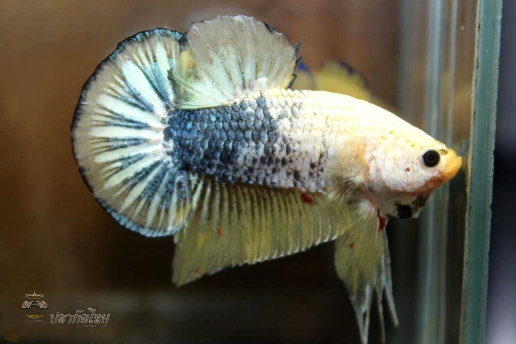 ปลาใหญ่ขนาดเกือบ 1.8-1.9 นิ้ว ปลากัดคัดเกรดครีบ - Halfmoon Plakad Fancy Dragon Premium Quality Grade