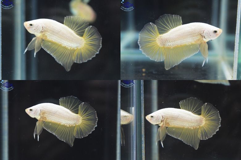 (ขายแล้วครับ)"คัดเกรด"ปลากัดครีบสั้น-Halfmoon Plakats Gold Dragon