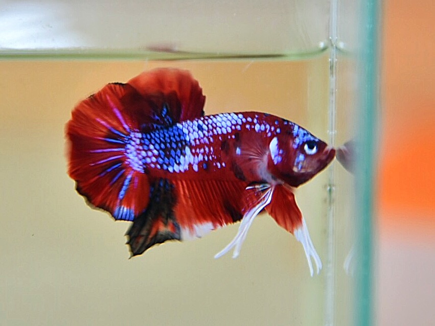 ปลากัดคัดเกรดครีบสั้น - Halfmoon Plakad Fancy Premium Quality Grade