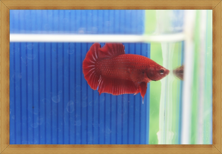 (ขายแล้วครับ)ปลากัดครีบสั้น - Halfmoon Plakats SUPER RED