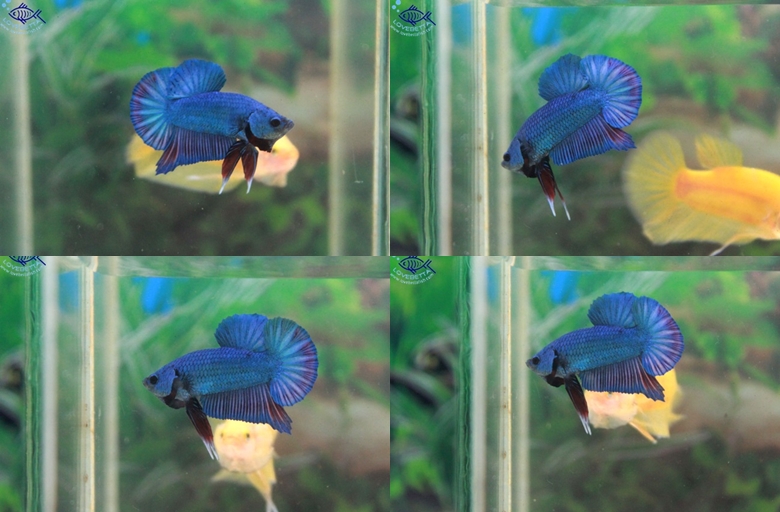 (ขายแล้วครับ)ปลากัดครีบสั้น-Halfmoon Plakats Super Fancy Blue