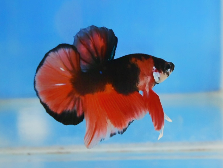 ปลากัดคัดเกรดครีบสั้น - Halfmoon Plakad Fancy Premium Quality Grade