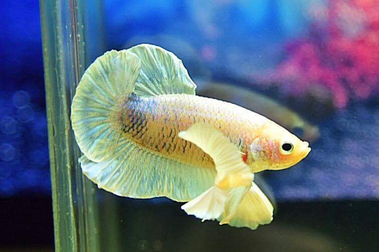 ปลากัดคัดเกรดครีบสั้นหูช้าง -Halfmoon Plakad Big Ear Premium Quality Grade AAA+