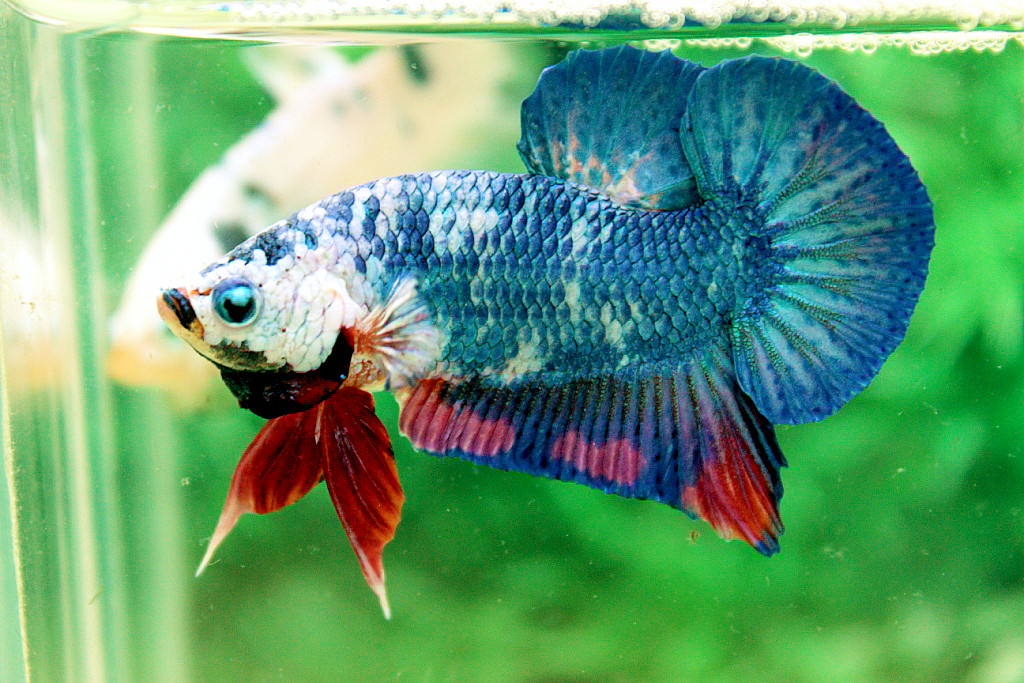คัดเกรดปลากัดครีบสั้น-Halfmoon Plakat Green Fancy Dragon