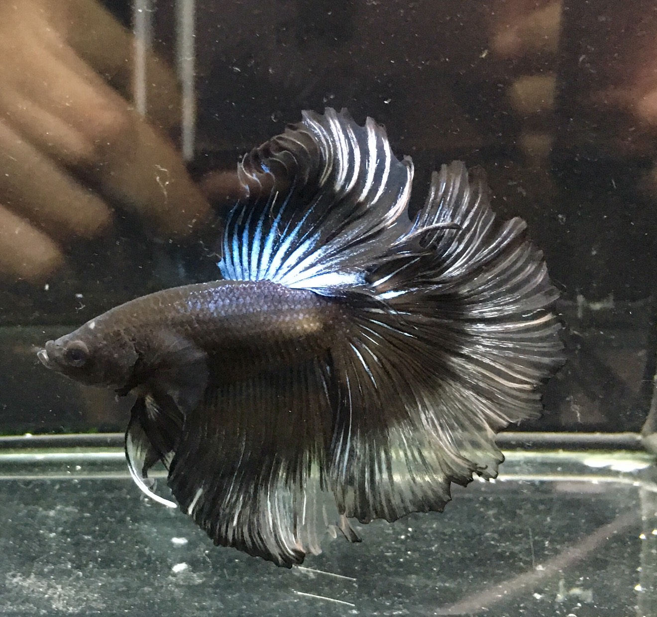 ปลากัดคัดเกรดครีบยาว - Halfmoon Fancy Black Premium Quality Grade AAA+