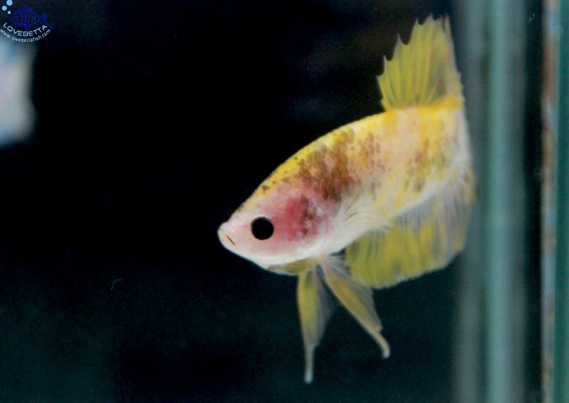 (ขายแล้วครับ)"คัดเกรด"ปลากัดครีบสั้น-Halfmoon Plakats Fancy Yellow Koi