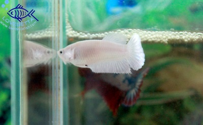 (ขายแล้วครับ)"คัดเกรด"ปลากัดครีบสั้นตัวเมีย-Halfmoon Plakats Super White Platinum