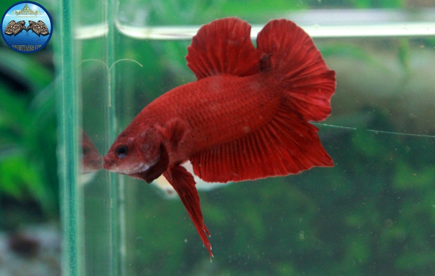 (ขายแล้วครับ)Super red ปลากัดครีบสั้น-Halfmoon Plakats Super Red