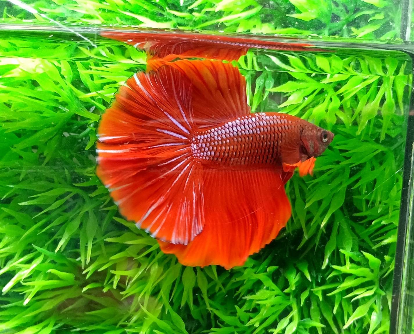 ปลากัดคัดเกรดครีบยาว - Halfmoon Fancy Colors Red Copper Premium Quality Grade