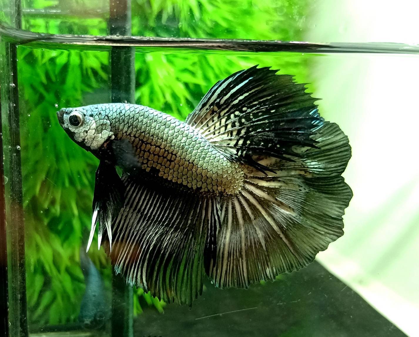 ปลากัดคัดเกรดครีบยาวตัวผู้ตัวเมียพร้อมผสม - Male+Female Halfmoon Fancy Yellow Copper Colors Premium Quality Grade