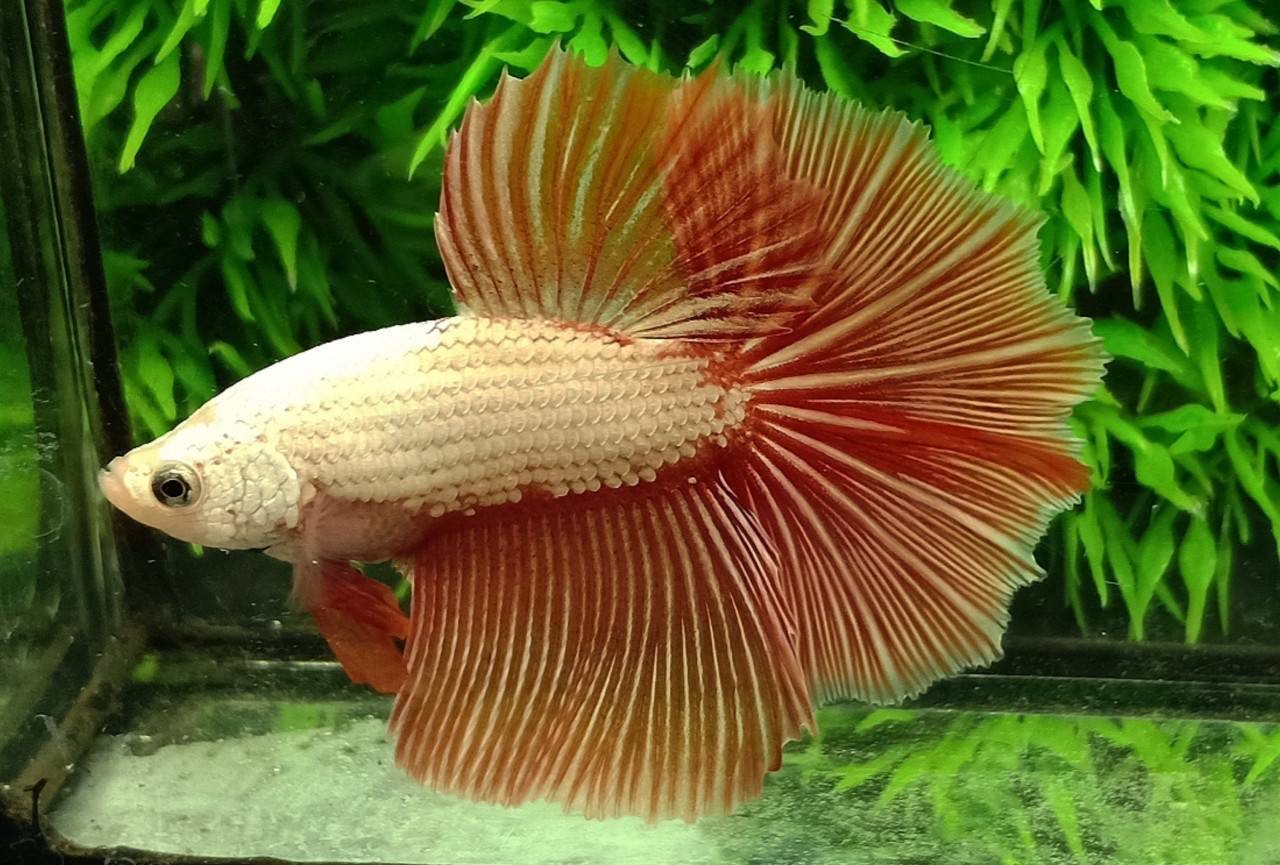 ปลากัดคัดเกรดครีบยาว - Halfmoon Fancy Orange Dragon Colors Premium Quality Grade