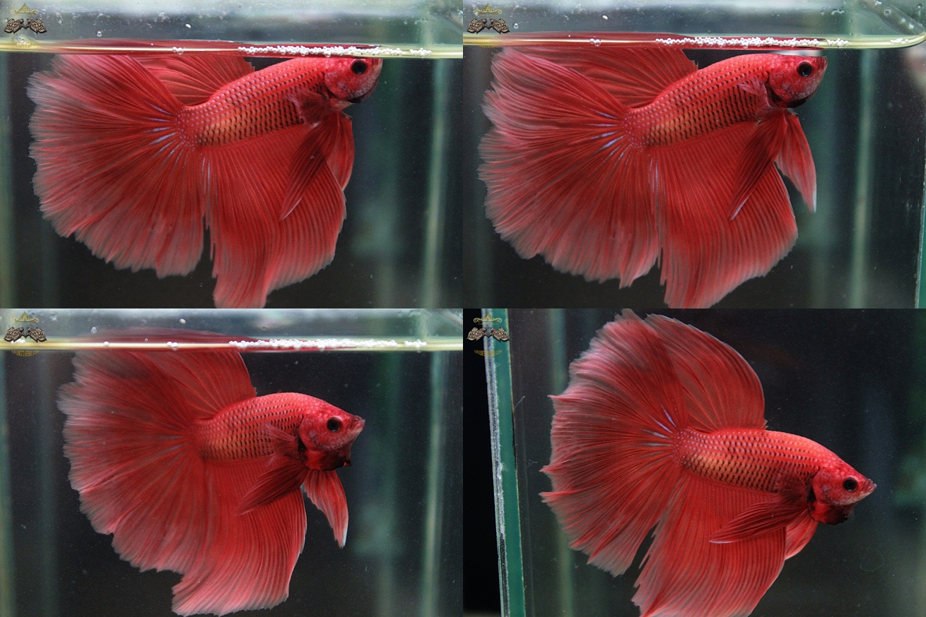 (ขายแล้วครับ)"คัดเกรด"ปลากัดครีบสั้น-Halfmoon Super Orange