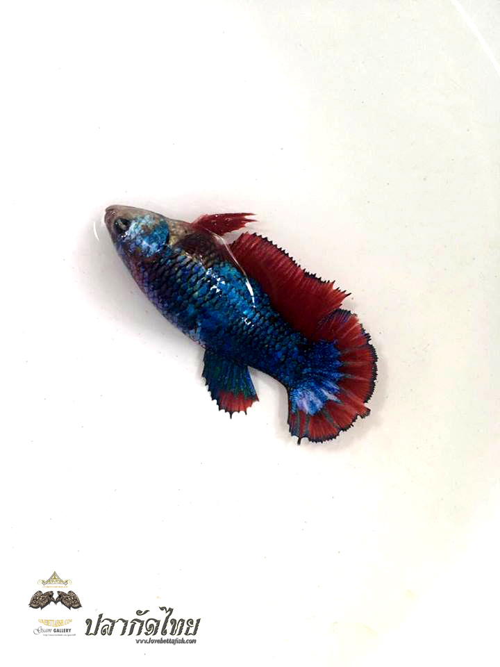 ปลากัดคัดเกรดครีบสั้นตัวเมีย - Female Halfmoon Plakad FancyDragon Quality Grade AAA+