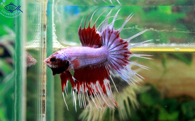 (ขายแล้วครับ)ปลากัดครีบยาวหางมงกุฏ-Crowntails Fancy