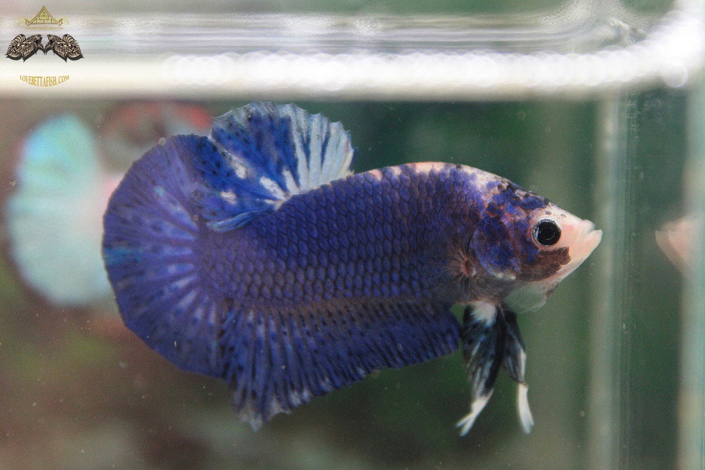 (ขายแล้วครับ)"คัดเกรด"ปลากัดครีบสั้น-Halfmoon Plakats Fancy Blue Dragon