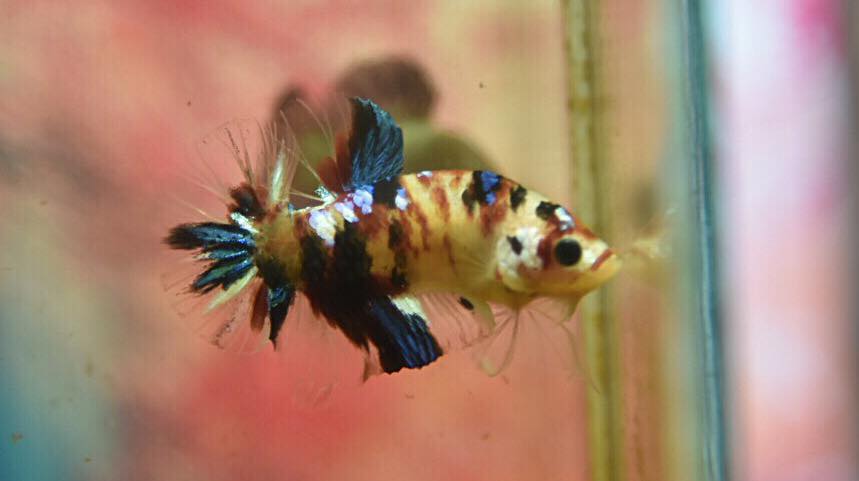 ปลากัดคัดเกรดครีบสั้น - Halfmoon Plakad Fancy Koi Galaxy Premium Quality Grade