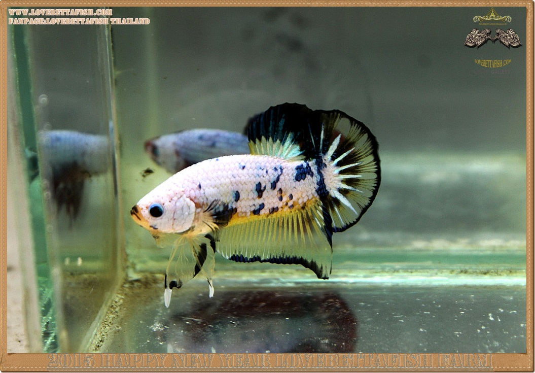 (ขายแล้วครับ)+ส่งท้ายปีเก่าตอนรับปีใหม่+ปลากัดครีบสั้น-Halfmoon Plakat Fancy Dragon