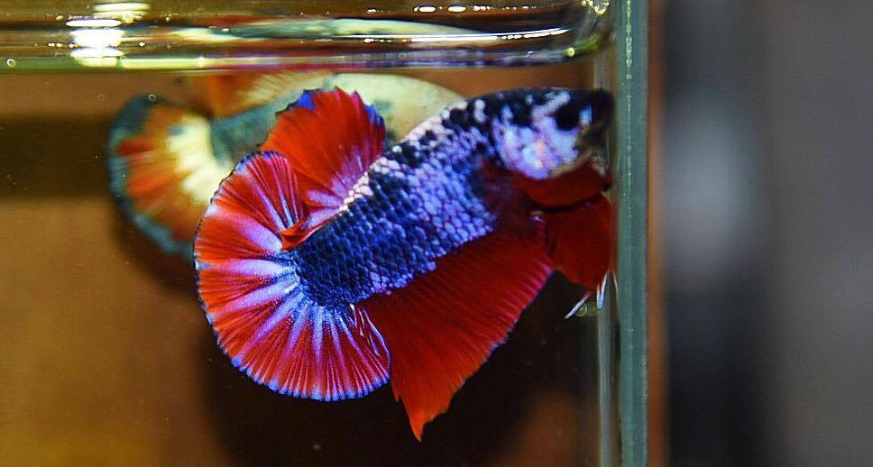 ปลากัดคัดเกรดครีบสั้น - Halfmoon Plakad Fancy Dragon Premium Quality Grade (ธงชาติไทย) AAA+