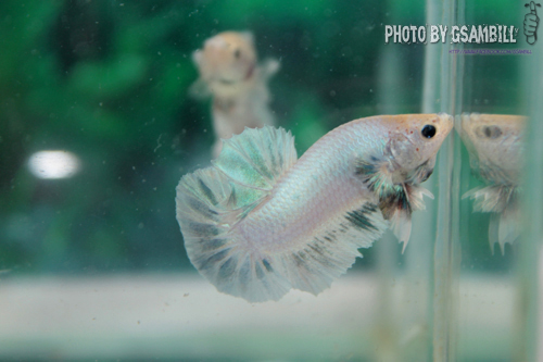 ปลากัดครีปสั้น - Fancy Halfmoon Plakats02