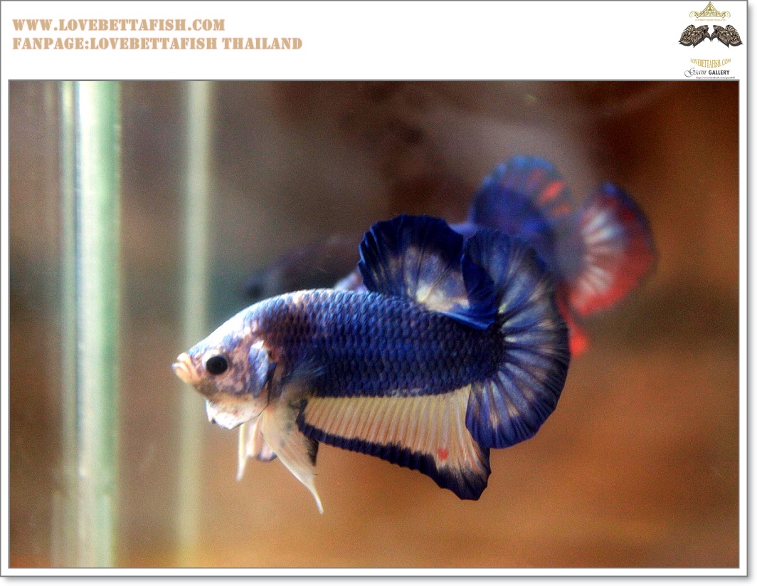 คัดเกรดปลากัดครีบสั้น-Halfmoon Plakat Blue Mustrad