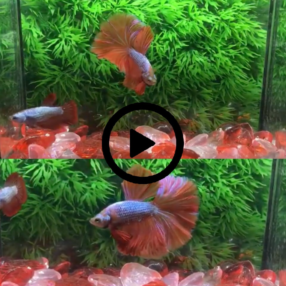 ปลากัดคัดเกรดครีบยาวตัวผู้และตัวเมีย 1 คู่ - Male + Female Halfmoon Fancy Platinum Quality Grade 1 Pair