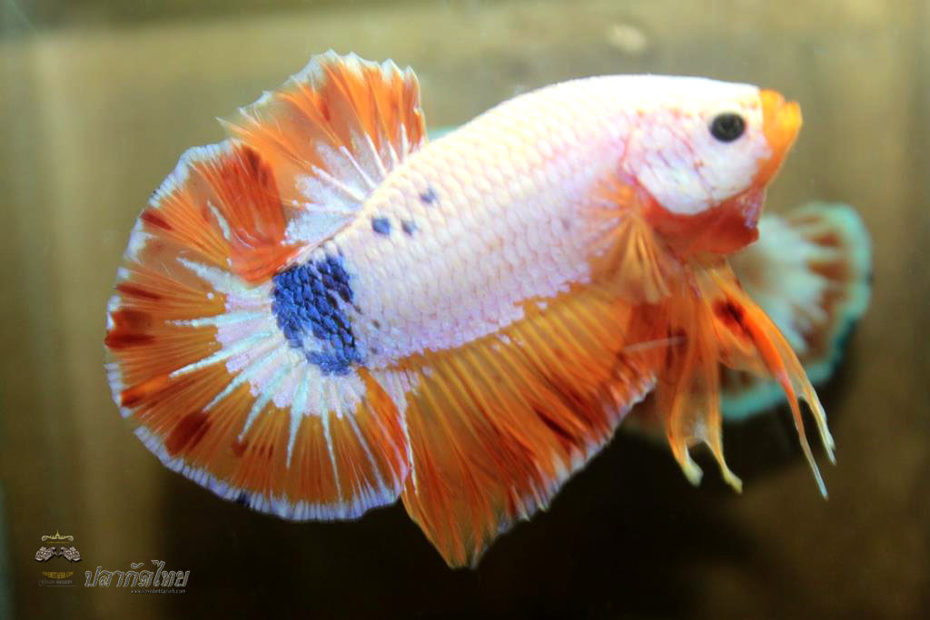 ปลาใหญ่ขนาดเกือบ 1.8-1.9 นิ้ว ปลากัดคัดเกรดครีบ - Halfmoon Plakad Fancy Orange Dragon Premium Quality Grade