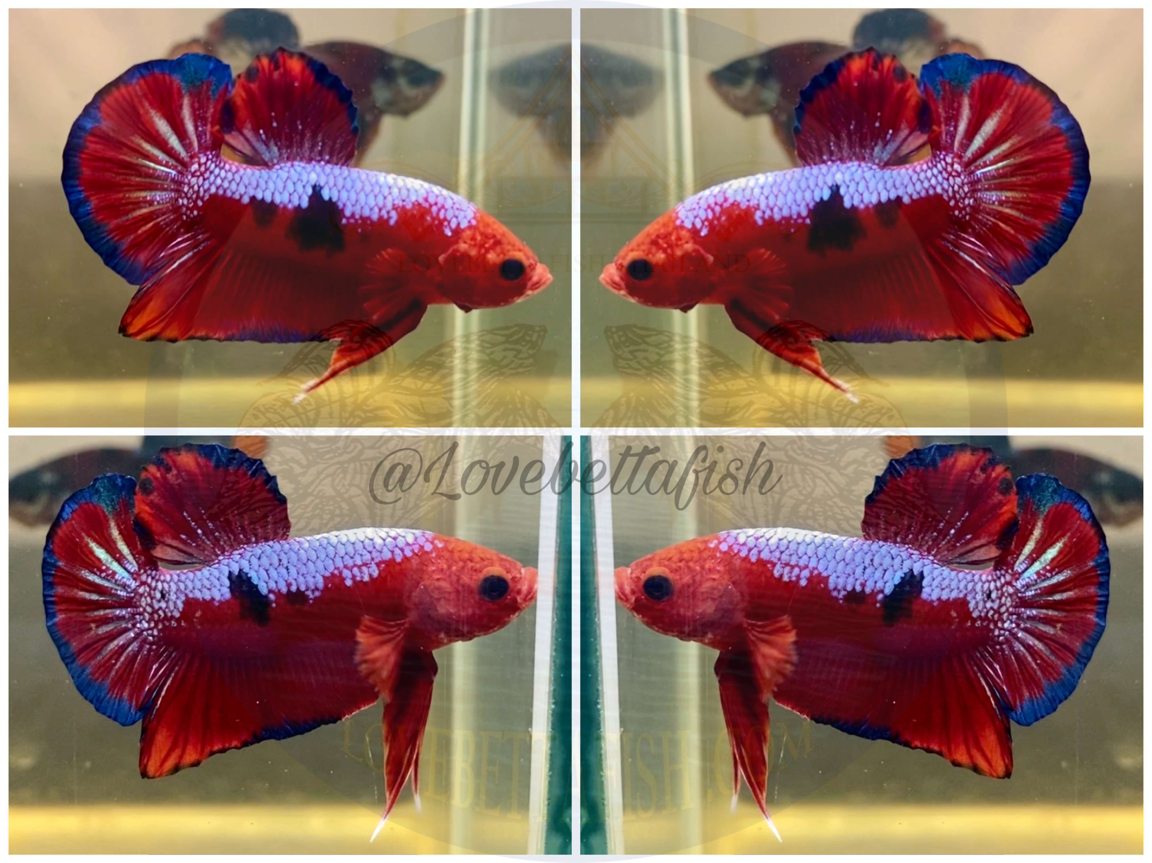 ปลากัดคัดเกรดครีบสั้น - Halfmoon Plakad Fancy Premium Quality Grade