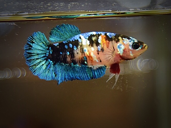 "ปลากัดสวยงามตัวเมียครับสั้นคัดเกรด - Female Halfmoon Plakad Black Light Premium Quality Grade