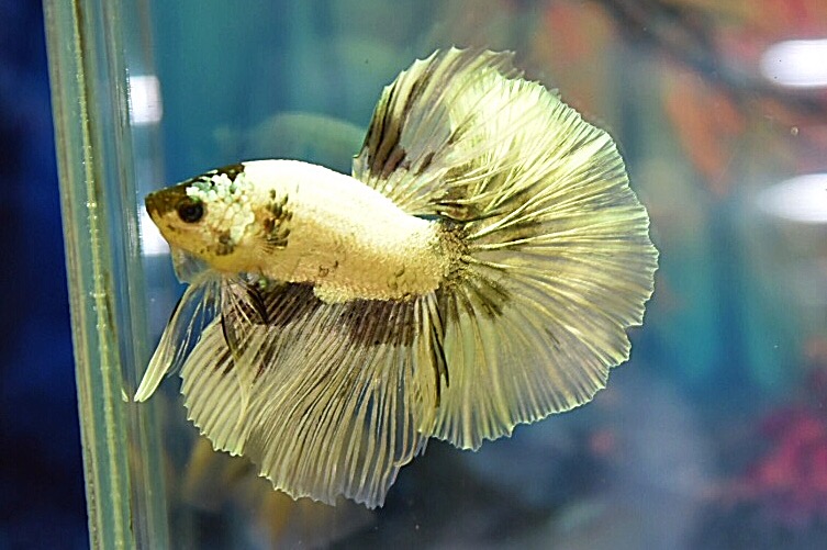 ปลากัดคัดเกรดครีบยาว - Halfmoon Fancy White Copper Premium Quality Grade AAA+