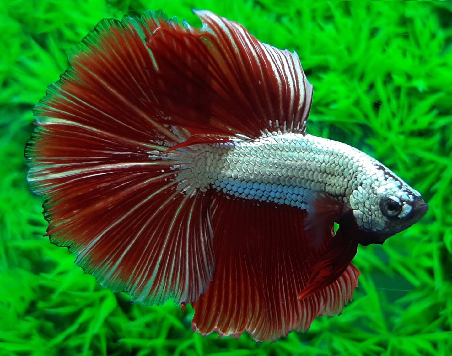 ปลากัดคัดเกรดครีบยาว - Halfmoon Red Dragon Premium Quality Grade AAA+