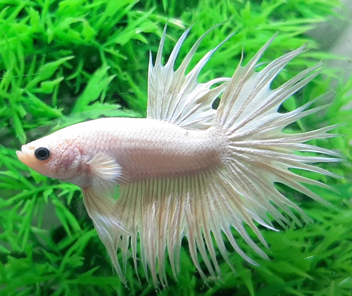 ปลากัดครีบยาวหางมงกุฎ-Crowntails White Colors Premium Quality Grade