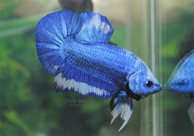 (ขายแล้วครับ)"คัดเกรด"ปลากัดครีบสั้น-Halfmoon Plakats Fancy Blue Dragon