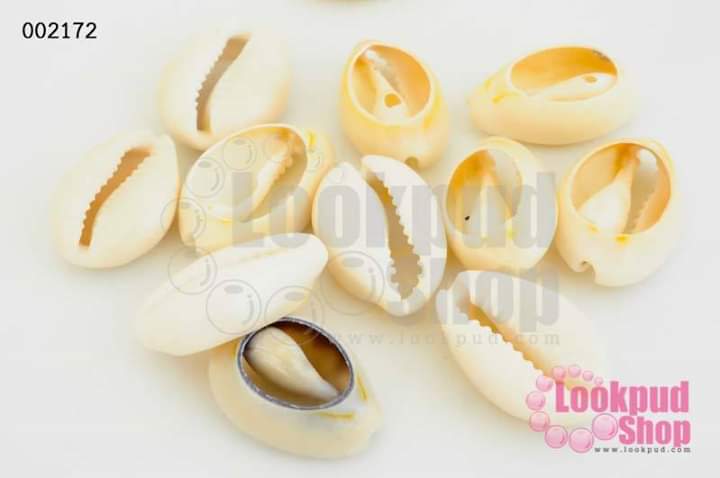 เปลือกหอยธรรมชาติ สีขาว กลาง คละไซส์(1ขีด/100กรัม)