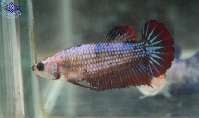 (ขายแล้วครับ)"คัดเกรด"ปลากัดครีบสั้นตัวเมีย-Female Halfmoon Plakats Fancy