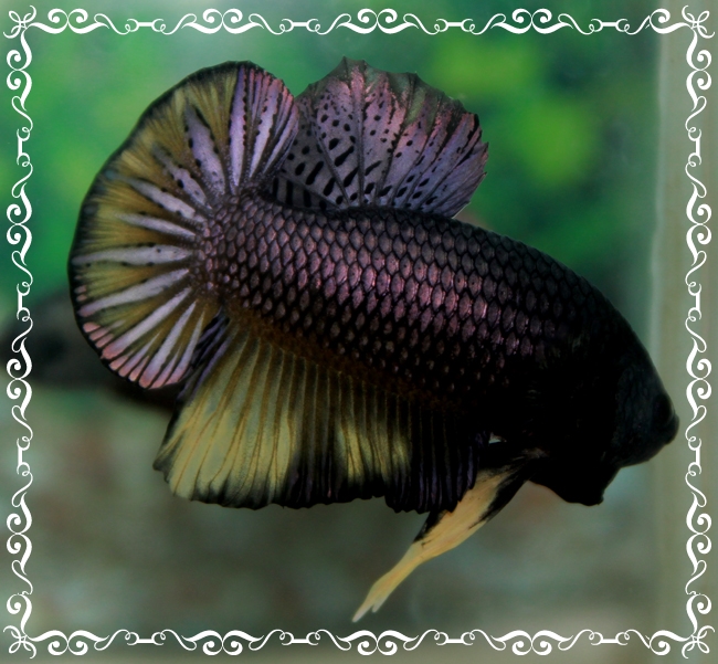 (ขายแล้วครับ)"คัดเกรด"ปลากัดครีบสั้น-Fancy Halfmoon Plakats7