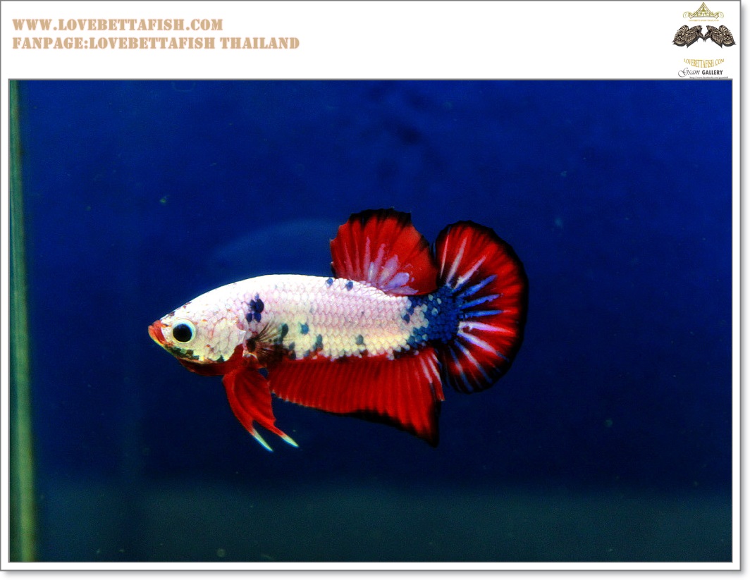 คัดเกรดปลากัดครีบสั้น-Halfmoon Plakat Fancy Dragon Quality Grade