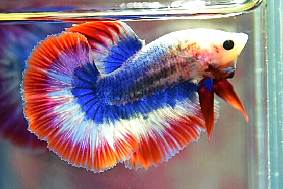 “ลายธงชาติสีสวยฟอร์มคัด”ปลากัดคัดเกรดครีบยาว - Halfmoon Thailand Premium Quality Grade AAA+