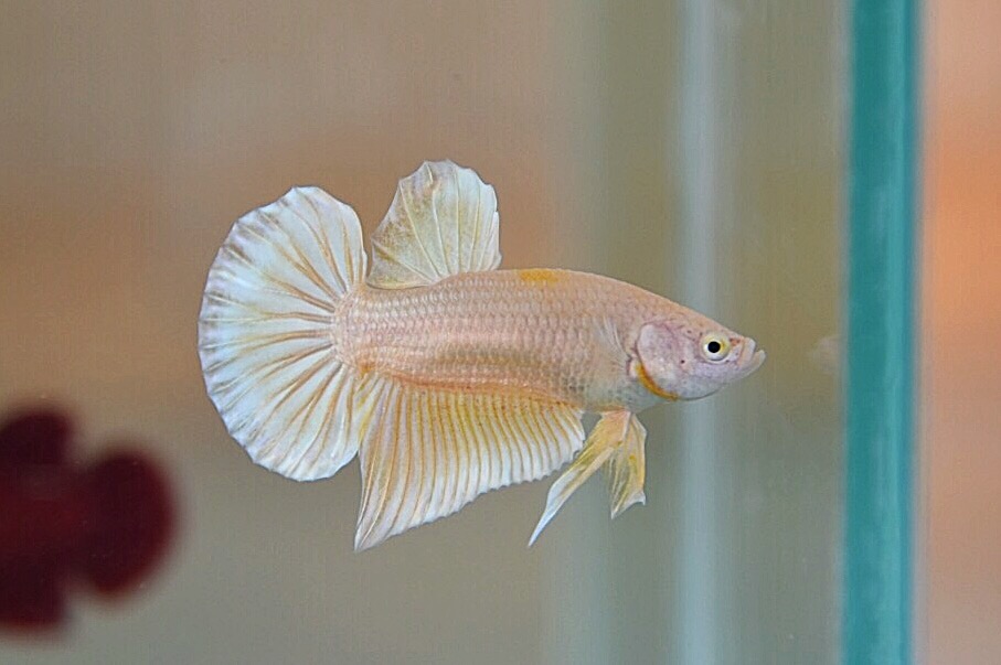 ปลากัดคัดเกรดครีบสั้น - Halfmoon Plakad Super Gold Quality Grade