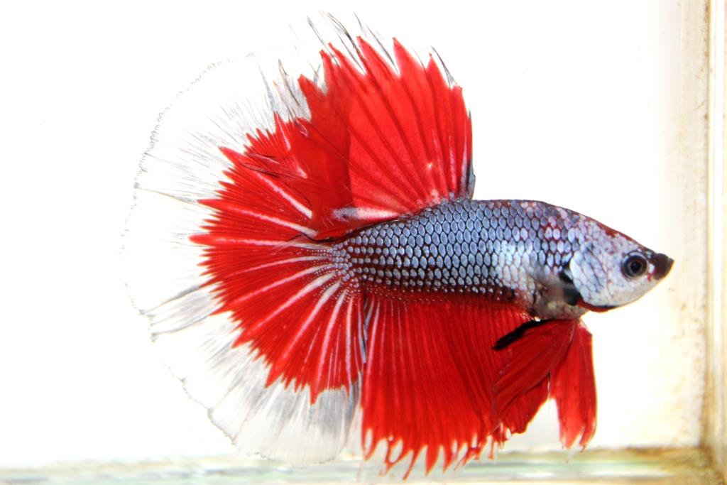 "คัดเกรดประกวด"ปลากัดครีบยาว-Halfmoon Fancy Red Butterfly Premium Quality Grade AAA+