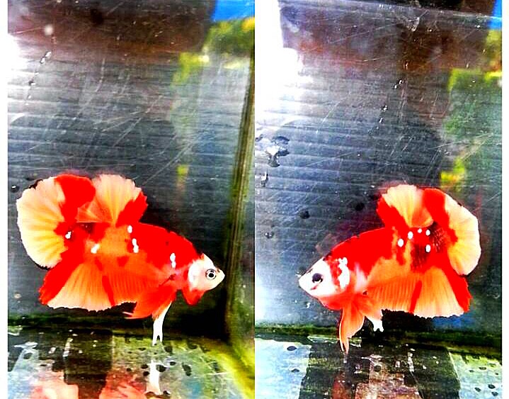 ปลากัดคัดเกรดครีบสั้นแฟนซี - Halfmoon Plakad Fancy Red Nemo Galaxy Premium Quality Grade