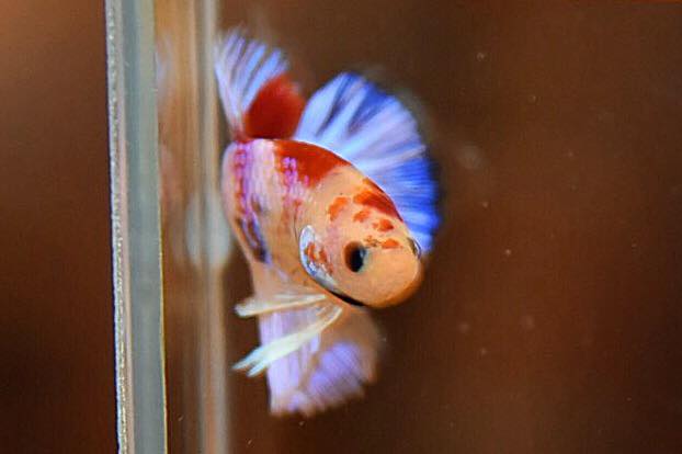 “ลายปลาคราฟ”ปลากัดคัดเกรดครีบสั้น - Halfmoon Plakad Fancy Koi Quality Grade